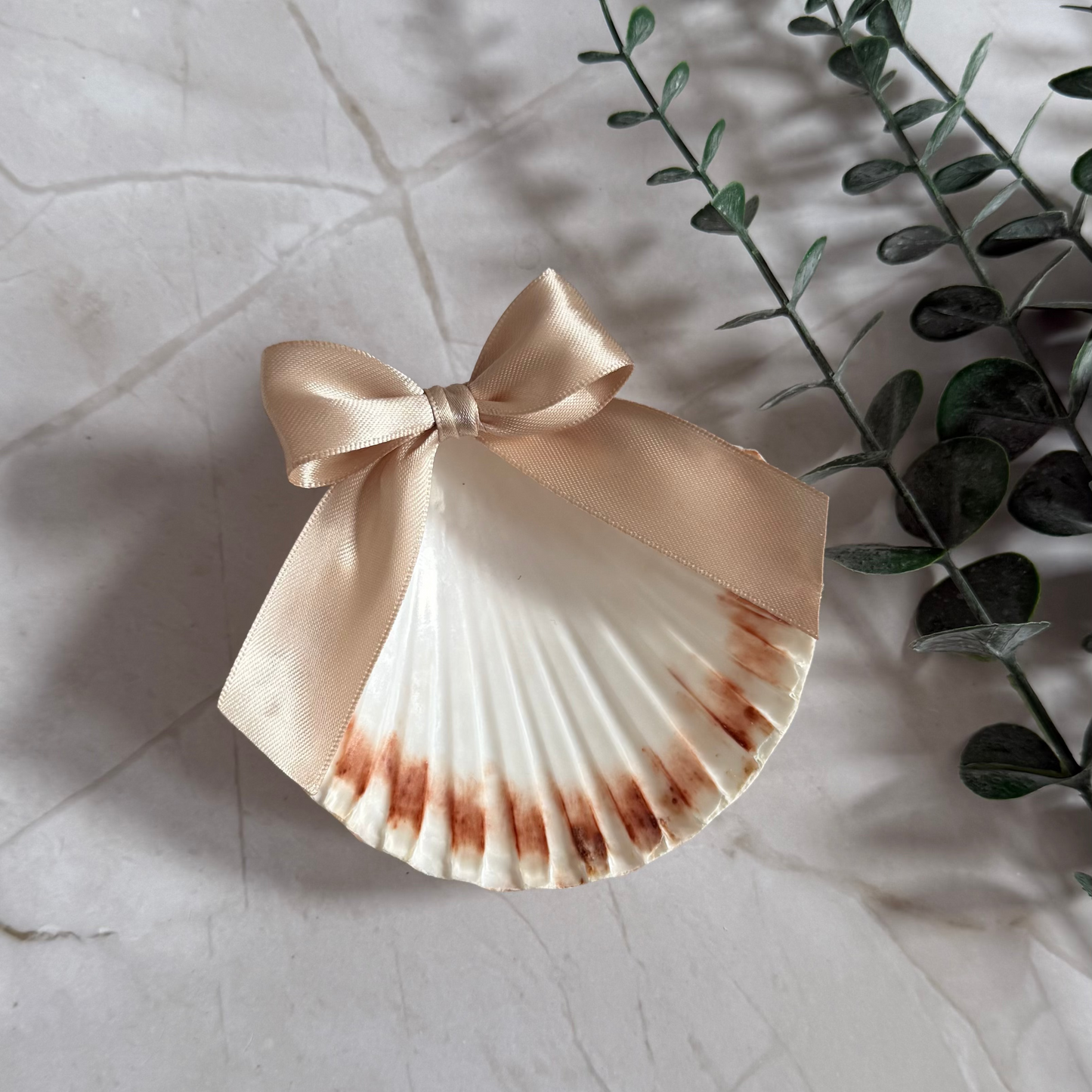 concha batismo champagne